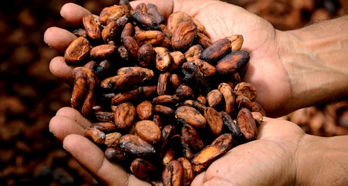 Semillas de cacao. Foto: UGR.