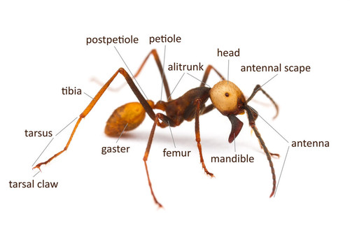 Hormiga arriera (Eciton burchellii)/Army Ants: Nature’s Ultimate Social Hunters, Daniel Kronauer, Universidad de Rockefeller.