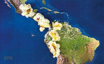 Descubren palomitas de maíz milenarias en Perú.