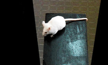 Los estudios in vivo con ratones demostraron que los animales administrados con complejos, en vez de la droga comercial usada para el tratamiento del autismo, muestran menos ansiedad, tienen menos peleas territoriales y menores comportamientos dominantes.