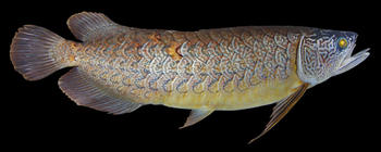Pez del género Scleropages descubierto (FOTO: STRI).