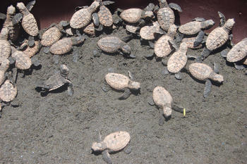 Tortugas en el golfo de Fonseca (FOTO: UCA).