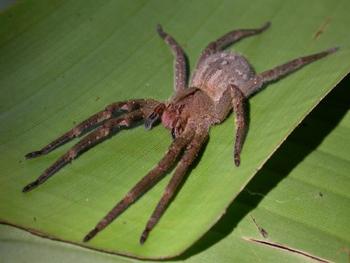 Las “arañas de los bananeros” son capaces de atacar saltando hacia adelante más de 20 cm (FOTO: Agencia CyTA-Instituto Leloir).