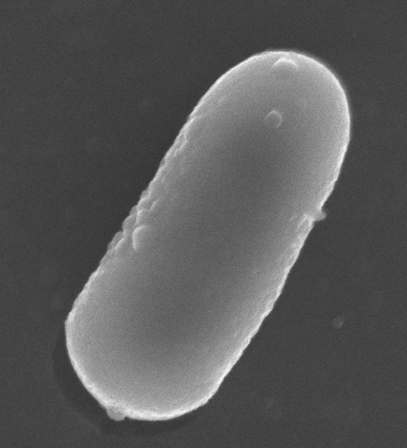 Lactobacillus pentosus al microscopio. Imagen: F. Descubre.