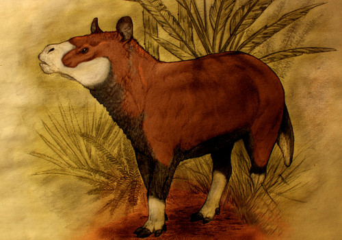 Ilustración de Didolodus realizada por el paleontólogo Sebastián Rozadilla.