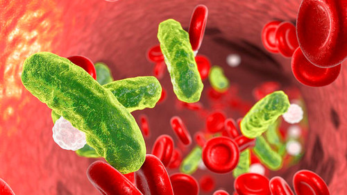 Bacterias en sangre con glóbulos rojos y leucocitos/Ilustración Kateryna Kon.
