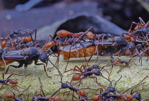 A la hormiga arriera se le conoce también como hormiga guerrera o legionaria/Daniel Kronauer.