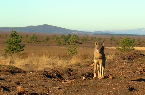 Una loba en la Sierra de la Culebra./ Isabel Barja.