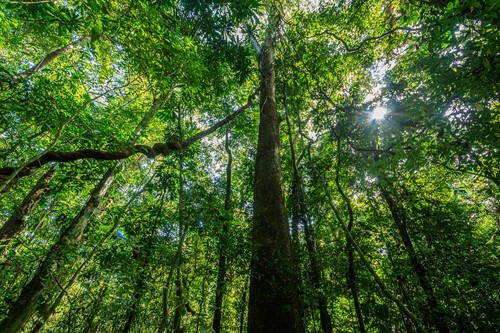 Árboles en el bosque de Isla Barro Colorado en Panamá. Crédito: Steve Paton.