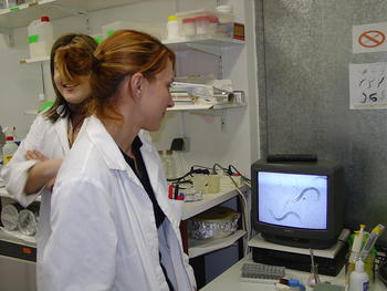 Técnicos del laboratorio analizando nematodos