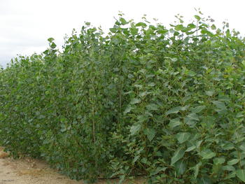 Cultivo de chopo en alta densidad en el Ceder de Lubia.