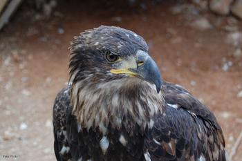Águila imperial ibérica ('Aquila adalberti').