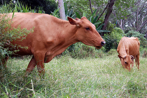 Vacas (FOTO: UN).