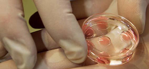 Caja de Petri con el cultivo de cinco embriones. FOTO: UNLaM