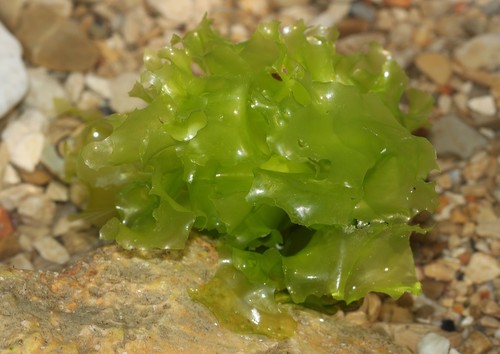 Lechuga de mar/Holger Krisp, CC BY 3.0 <https://creativecommons.org/licenses/by/3.0>, via Wikimedia Commons