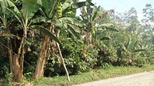 Plantación de plátano.