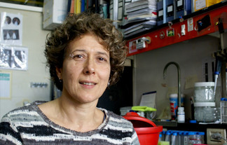 Andrea Gamarnik, investigadora principal del Conicet. FOTO: CONICET