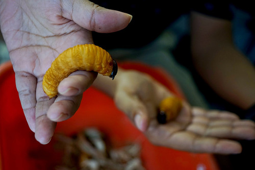 Se conoce como mojojoy a las larvas provenientes de varios cucarrones coleópteros que crecen en las palmas. Fotos: Ovidio González / Agencia de Noticias UN.