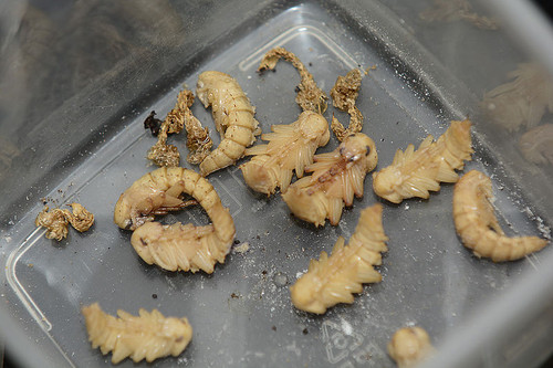 En la Amazonia se consumen larvas procedentes de varios escarabajos.