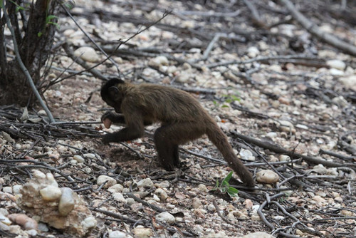 Monos capuchinos en la Sierra de Capivara/Tomos Proffitt (UCL)