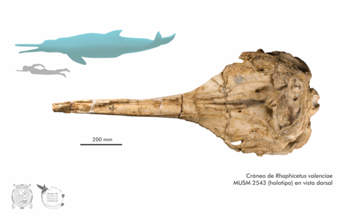 Fósiles del nuevo género y especie de cachalote de hocico puntiagudo, 'Rhaphicetus valenciae'.