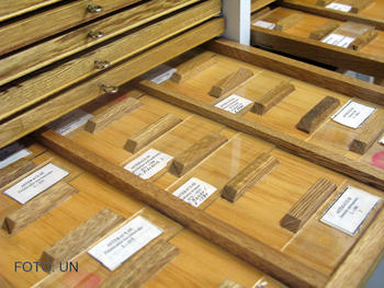 La colección de polen y esporas del Laboratorio de Paloecología de la UN en Medellín cuenta con alrededor de 900 especies diferentes.