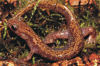 Salamandra asiática descrita por el CSIC. Foto: Nick Poyarkov/CSIC.