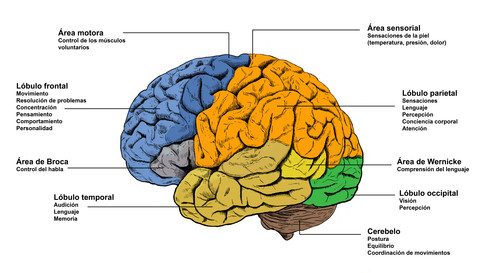 Áreas del cerebro. Imagen: CSIC.