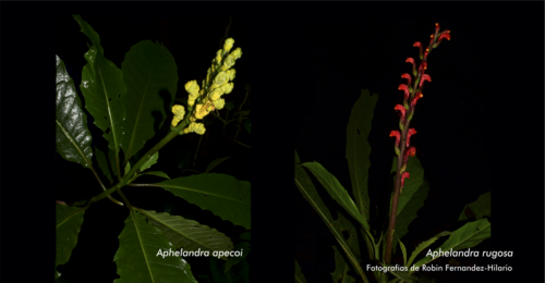 Las plantas 'Aphelandra rugosa' y 'A. apecoi'.