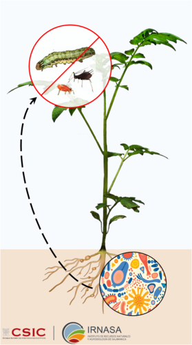 El nuevo proyecto pretende entender el papel del microbioma vegetal en la repuesta inmune de las plantas frente a plagas de insectos.