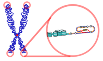 Representación de un cromosoma y los telómeros (Imagen: Wikipedia).