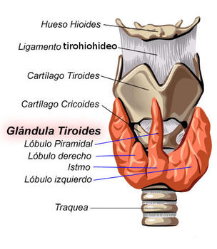 Glándula tiroides.