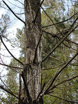 Pino insigne afectado por ‘Fusarium circinatum’, con ramas muertas y chancros (heridas) con resinación (FOTO: Pablo Martínez).