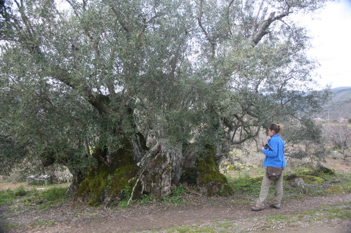 Olivo en San Esteban de la Sierra (Salamanca). Foto: Fundación Tormes-EB.
