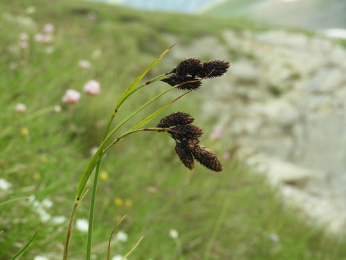 'Carex atrata', hierba perteneciente al grupo de las cárices. 
