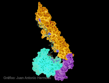 Proteína LytC.
