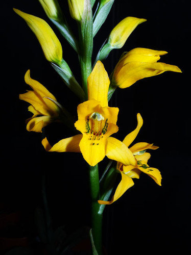 Una de las orquídeas documentadas en el proyecto Orquídeas de Nahuelbuta (FOTO: UdeC),