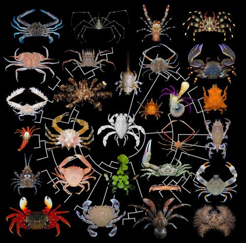 Diversidad de formas corporales entre los cangrejos, incluido el enigmático 'Callichimaera perplexa' (en el centro)/Arthur Anker & Javier Luque/Figure: Javier Luque, Yale University.