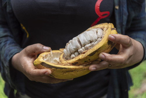 La investigación revela el potencial de la pulpa del cacao como endulzante natural. Fotos: Idania Lizeth Quintero, magíster en Ingeniería Agroindustrial UNAL Sede Palmira.