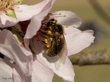 Una abeja busca alimento en el estigma de una flor; durante este proceso, sin ser consciente, contribuye a la polinización al intercambiar el polen que queda en sus patas con otras flores. 