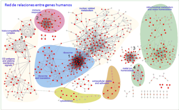 Red de relaciones entre genes humanos construida por métodos bioinformáticos a partir de datos de biochips (cada punto o nodo es un gen). Imagen: Javier de las Rivas.