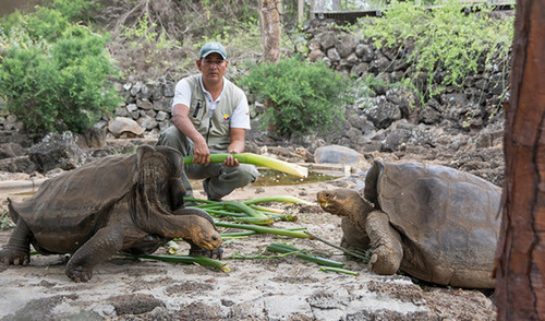 Tortugas gigantes de la especie 'Chelonoidis niger'/DPNG