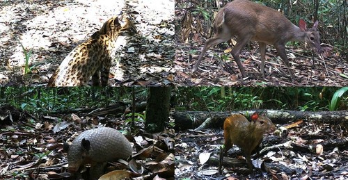 Clockwise: Southern tiger cat [Leopardus guttulus]; Brocket deer [Mazama spp.]; Greater naked-tailed armadillo [Cabassous tatouay]; Red-rumped agouti [Dasyprocta leporina]/ICMBio/CENAP