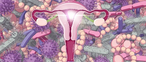 El útero tiene su propia microbiota, funcional y activa./UGR.