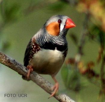 El canto de las aves es susceptibles al desorden endocrino mediado por PCBs.