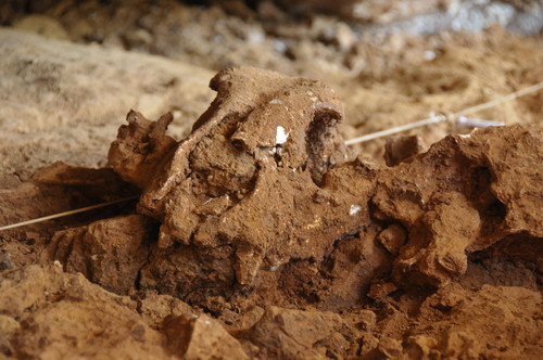 Cráneo de león in-situ hallado en el yacimiento de Galería (FOTO: Jordi Mestre)..
