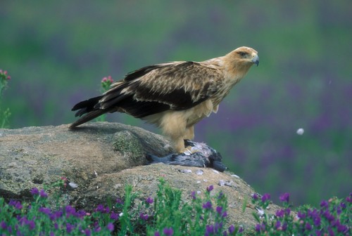 Águila imperial ibérica. Foto:Tatavasco Images/SEOBirdlife.