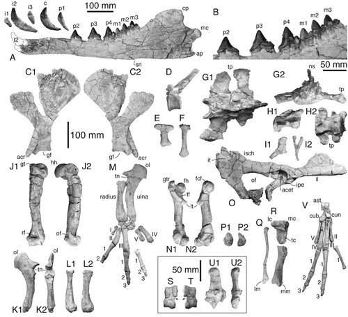 Huesos fósiles hallados/G. Bianucci