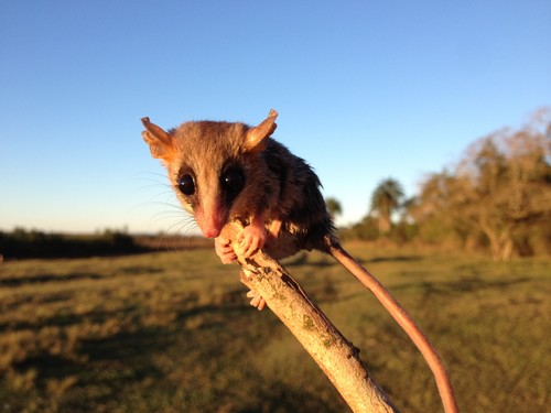 Zarigüeya ratón (Gracilinanus agilis) de un área deforestada del Bosque Atlántico, al este de Paraguay.  © Noé U. de la Sancha, Museo Field