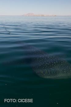 Tiburón ballena cerca de la superficie.